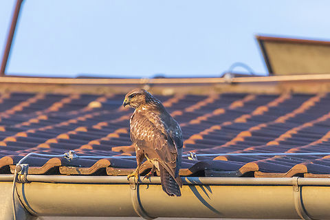 Common Buzzard- buteo buteo -  Accipitridae.  Buteo buteo,Common buzzard,Geotagged,Germany,Winter