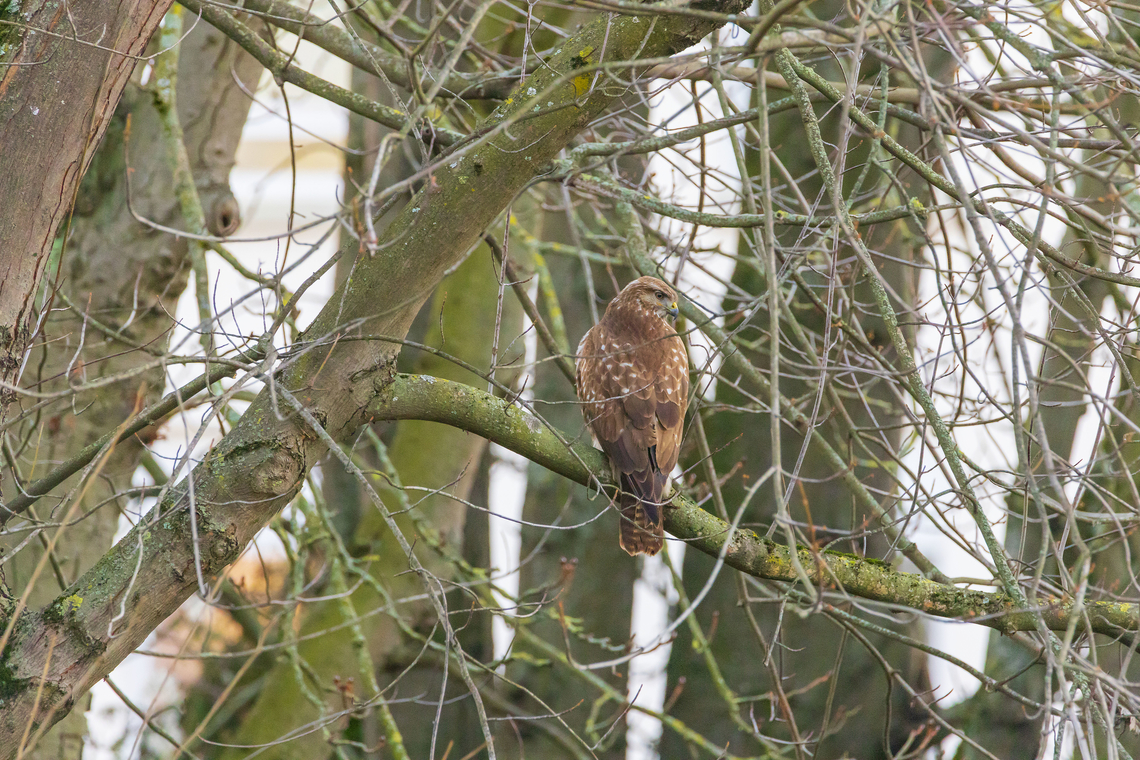 Common Buzzard- buteo buteo -  Accipitridae.  Buteo buteo,Common buzzard,Geotagged,Germany,Winter