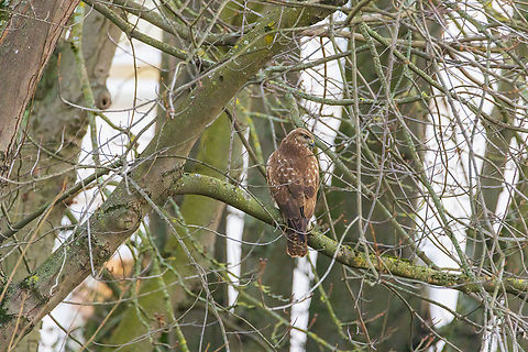 Common Buzzard- buteo buteo -  Accipitridae.  Buteo buteo,Common buzzard,Geotagged,Germany,Winter
