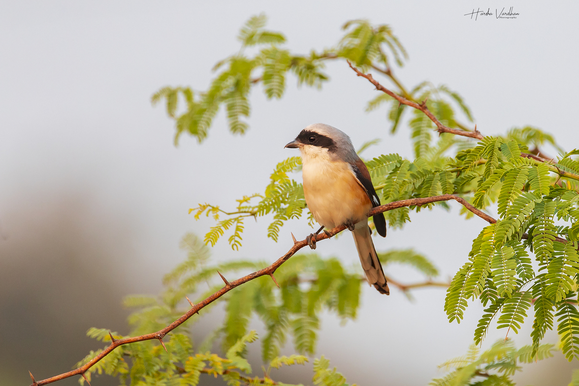 Bay-backed shrike -  Lanius vittatus  Bay-backed shrike,Geotagged,India,Lanius vittatus,Winter