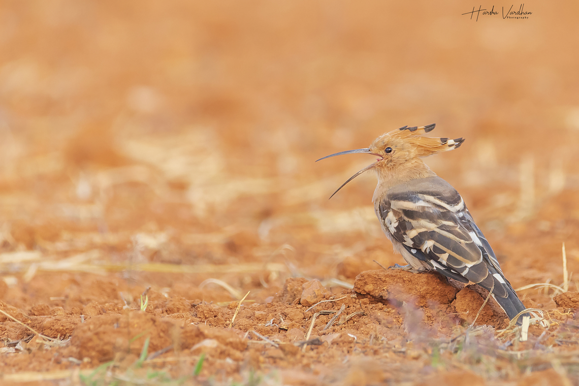 hoopoe in red land - Upupidae  Geotagged,Hoopoe,India,Upupa epops,Winter