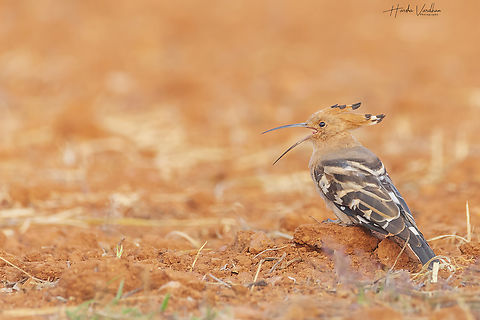 hoopoe in red land - Upupidae  Geotagged,Hoopoe,India,Upupa epops,Winter