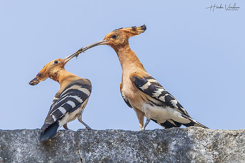 hoopoe couple sharing food  Geotagged,Hoopoe,India,Upupa epops,Winter