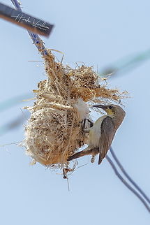 Purple Sunbird female - Cinnyris asiaticus  Cinnyris asiaticus,Geotagged,India,Purple sunbird,Winter