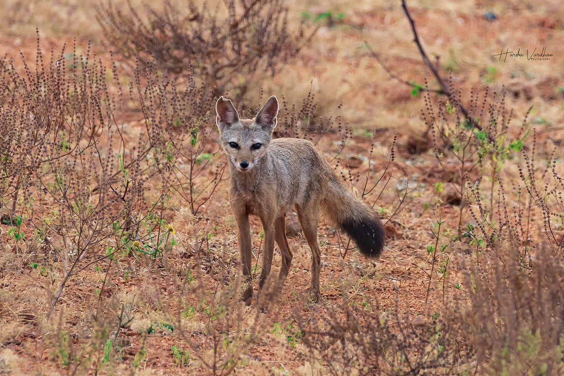 Story behind this fox picture One day early morning at 6am me and my dad going to my farming land by motorbike. In far distance I seen some animal running. When I ask my dad, he said may be rabbit. But I got doubt, I opened my Tele lens and try to capture that. I found that it is fox. <br />
But photo quality Is not good. <br />
The next day I went again that place, again I seen same fox from long distance. But that day our village dogs shouting a lot. So, fox ran away quickly.<br />
So next day again early morning at 6 am I went there I hide far from that place. After 20 minutes I seen one fox, from another direction I seen one more fox. Both met and went into a small hidden place under big stones. <br />
In few minutes later, I seen small fox came out three started playing (awesome moment). <br />
But in few minutes one fox started observing me. It got doubt who is this guy, it slowly trying to reach me (that moment I got this excellent picture.) after when I moved little bit, suddenly it ran away from me. Bengal fox,Geotagged,India,Vulpes bengalensis,Winter