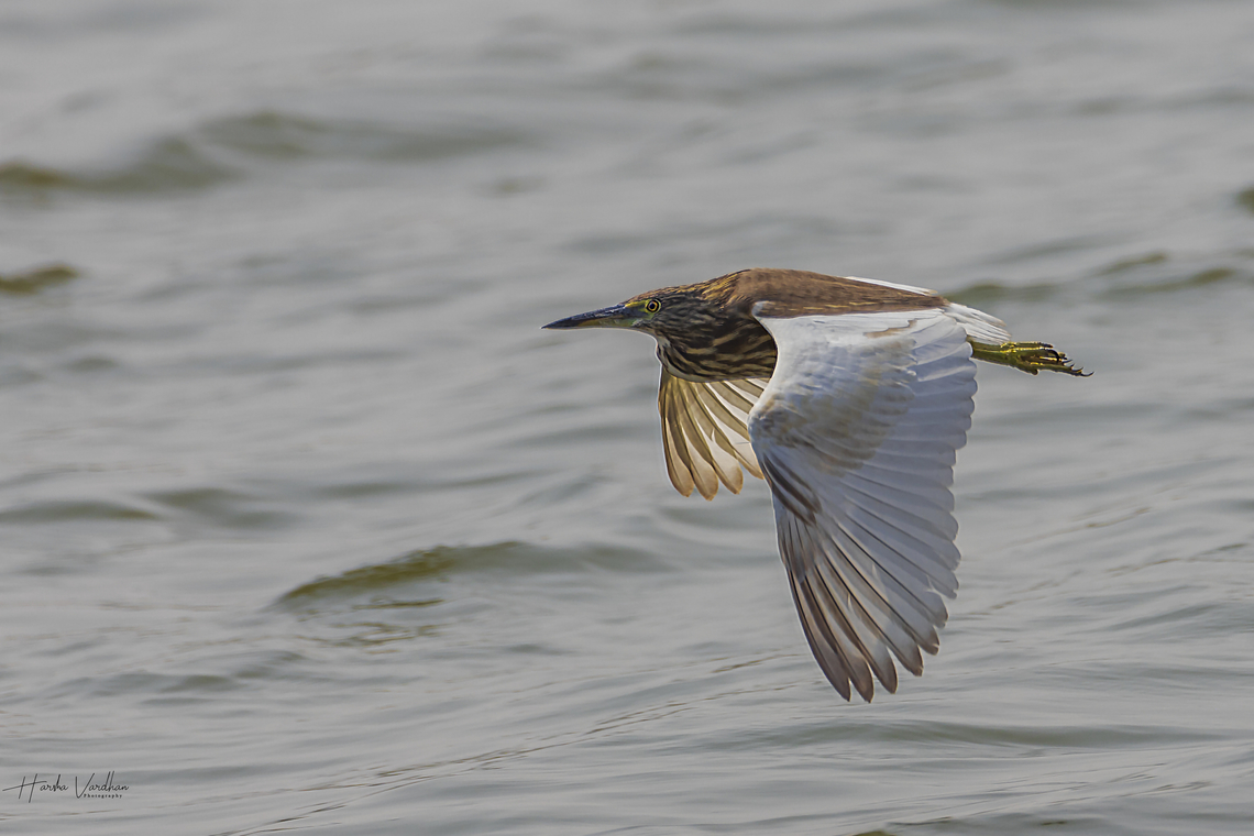 Indian pond heron - Ardeola grayii  Ardeola grayii,Geotagged,India,Indian Pond Heron,Winter