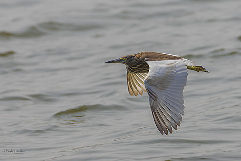 Indian pond heron - Ardeola grayii  Ardeola grayii,Geotagged,India,Indian Pond Heron,Winter
