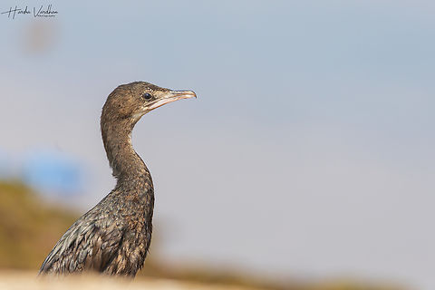 little cormorant - Microcarbo niger - Javanese cormorant  Geotagged,India,Little cormorant,Microcarbo niger,Winter