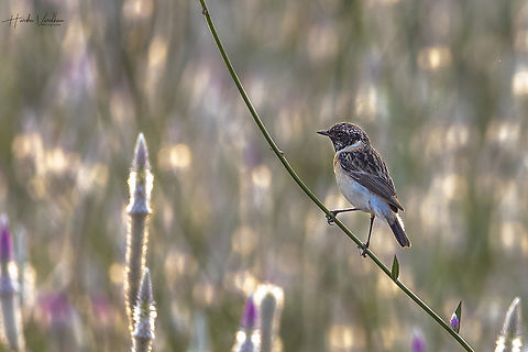 Asian Stonechat (Saxicola maurus) male - Siberian Stonechat  Geotagged,India,Saxicola maurus,Siberian stonechat,Winter