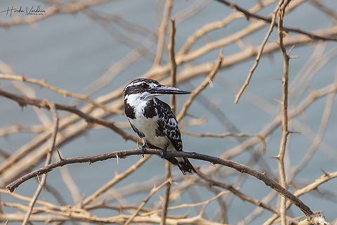 Pied kingfisher - Ceryle rudis - Alcedinidae  Ceryle rudis,Geotagged,India,Pied Kingfisher,Winter