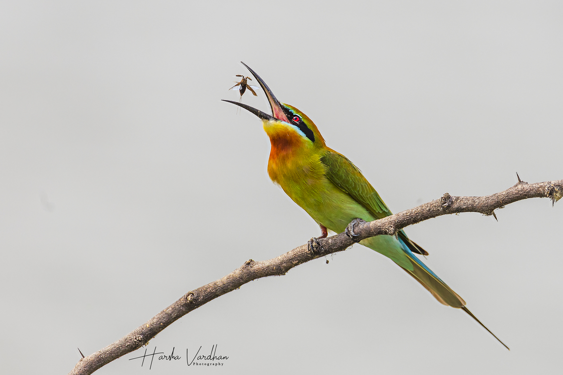 Blue-tailed Bee-eater  - Merops philippinus  Blue-tailed Bee-eater,Geotagged,India,Merops philippinus,Winter