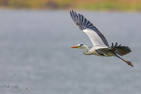 Grey heron in flying mode - Ardea cinerea  Ardea cinerea,Geotagged,Grey heron,India,Winter