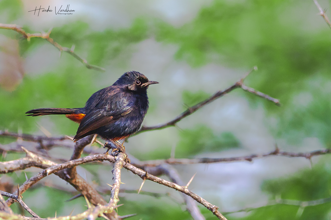 Indian robin (Copsychus fulicatus)  Copsychus fulicatus,Geotagged,India,Indian Robin,Pied bush chat,Saxicola caprata,Winter