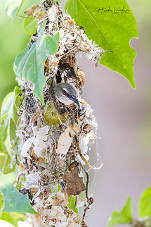 Purple-rumped Sunbird female in it's nest  Geotagged,India,Leptocoma zeylonica,Purple-rumped sunbird,Winter