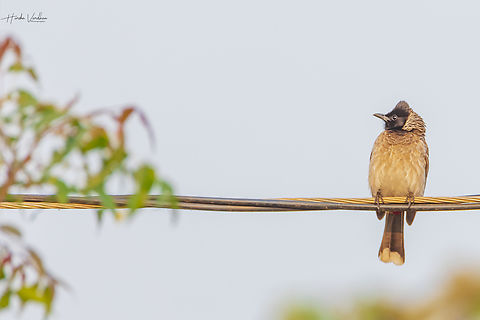 Red-vented Bulbul - Pycnonotus cafer  Geotagged,India,Pycnonotus cafer,Red-vented Bulbul,Winter