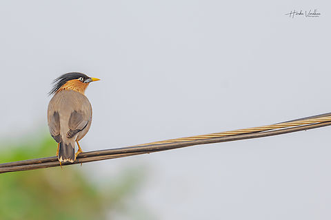 Brahminy Starling - Sturnia pagodarum  Brahminy Starling,Geotagged,India,Sturnia pagodarum,Winter