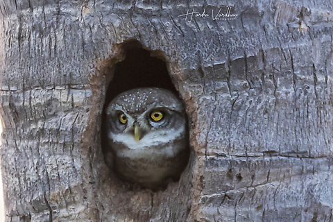Spotted Owlet - Athene brama  Athene brama,Geotagged,India,Spotted Owlet,Winter