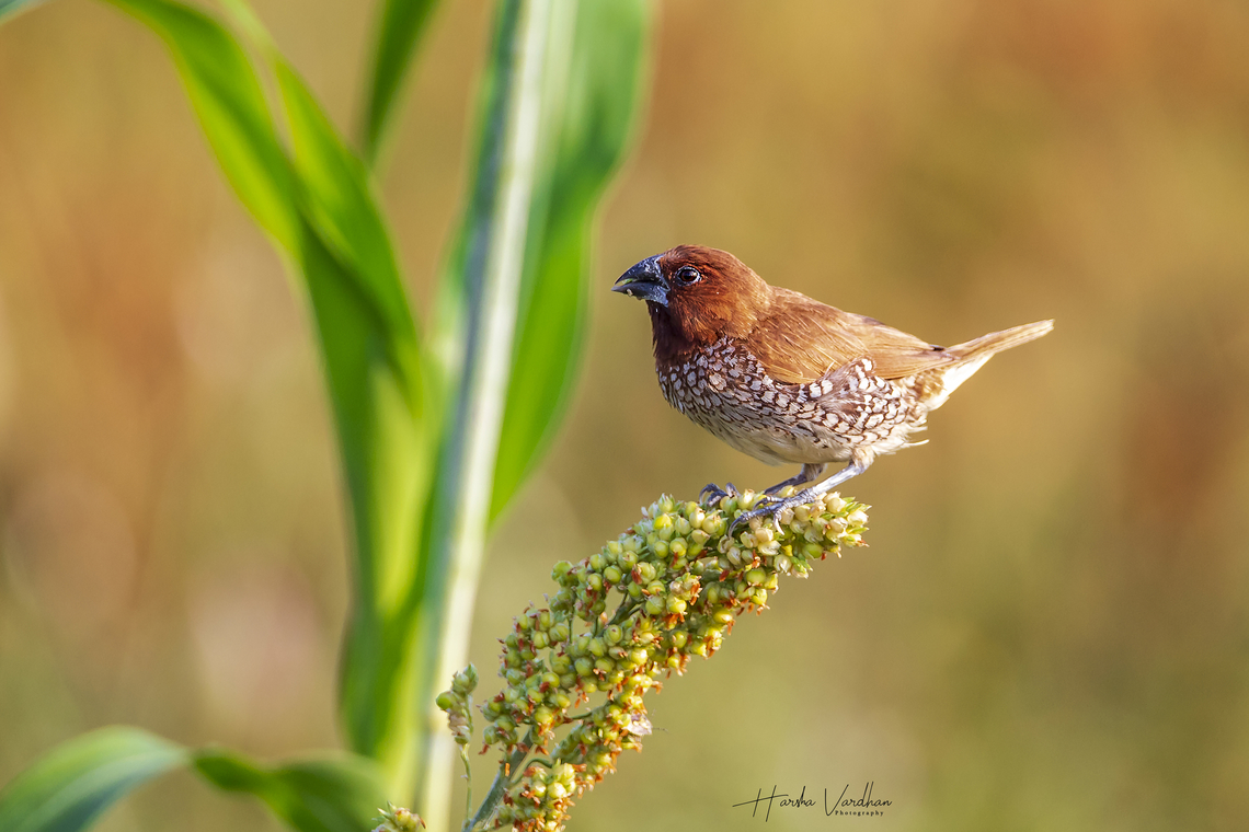 Scaly-breasted munia Male enjoying it's breakfast  Geotagged,India,Lonchura punctulata,Scaly-breasted munia,Winter