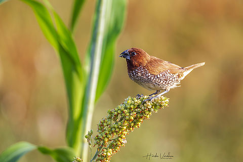 Scaly-breasted munia Male enjoying it's breakfast  Geotagged,India,Lonchura punctulata,Scaly-breasted munia,Winter