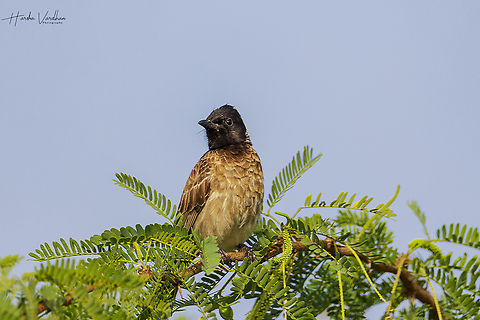 Red-vented Bulbul  Geotagged,India,Pycnonotus cafer,Red-vented Bulbul,Winter