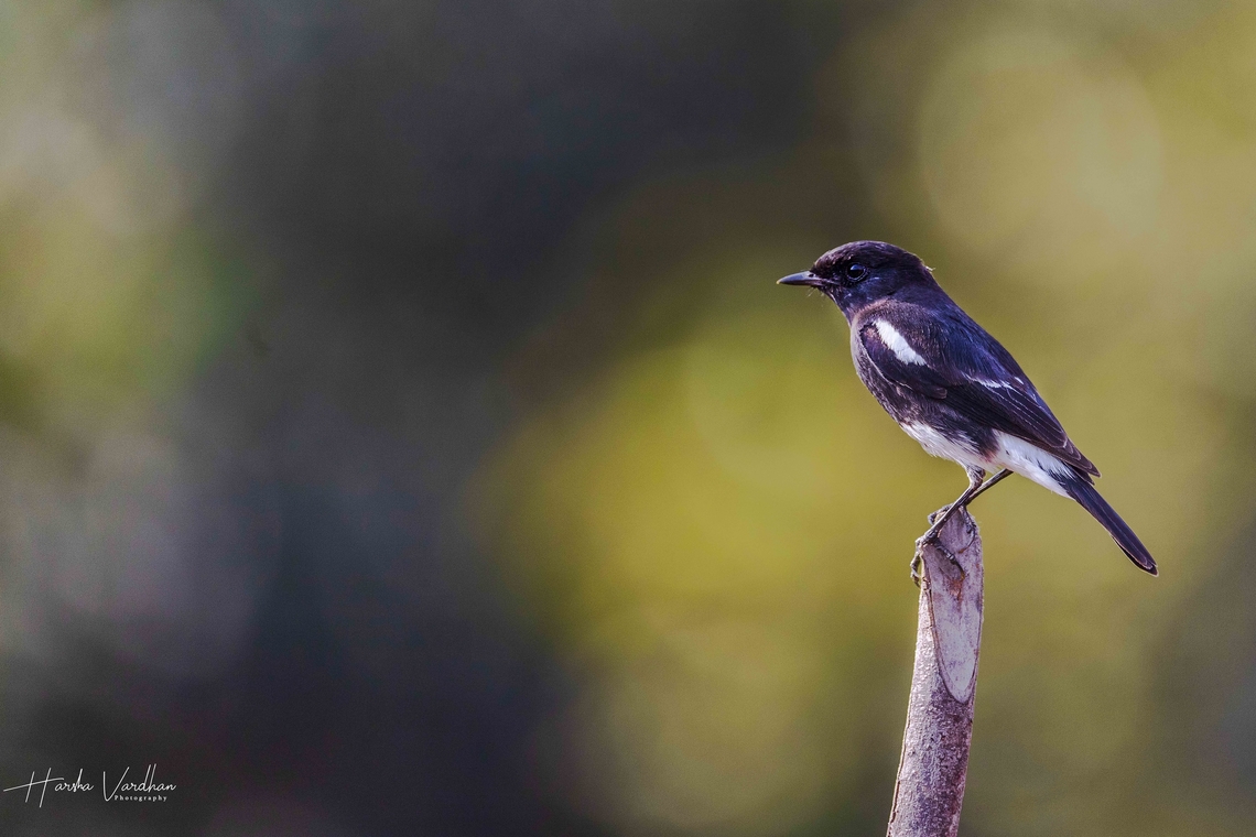 Oriental Magpie Robin - Copsychus saularis  Copsychus saularis,Geotagged,India,Oriental Magpie-Robin,Winter