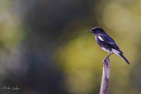 Oriental Magpie Robin - Copsychus saularis  Copsychus saularis,Geotagged,India,Oriental Magpie-Robin,Winter