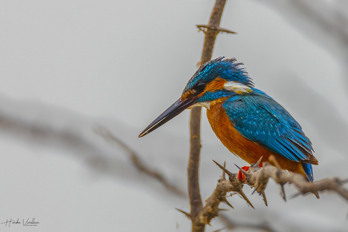 Common Kingfisher  Alcedo atthis,Common Kingfisher,Geotagged,India,Winter