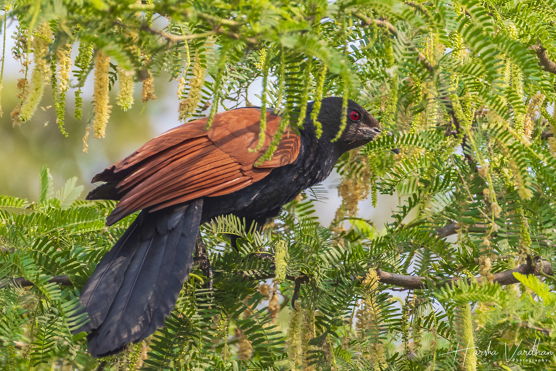 greater coucal -  crow pheasant  - Centropus sinensis  Centropus sinensis,Geotagged,Greater Coucal,India,Winter