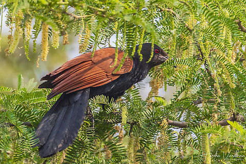 greater coucal -  crow pheasant  - Centropus sinensis  Centropus sinensis,Geotagged,Greater Coucal,India,Winter