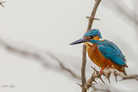 Common Kingfisher - Alcedo atthis  Alcedo atthis,Common Kingfisher,Geotagged,India,Winter