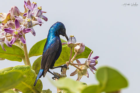 Purple sunbird male  collecting nectar from flower- Cinnyris asiaticus  Cinnyris asiaticus,Geotagged,India,Purple sunbird,Winter