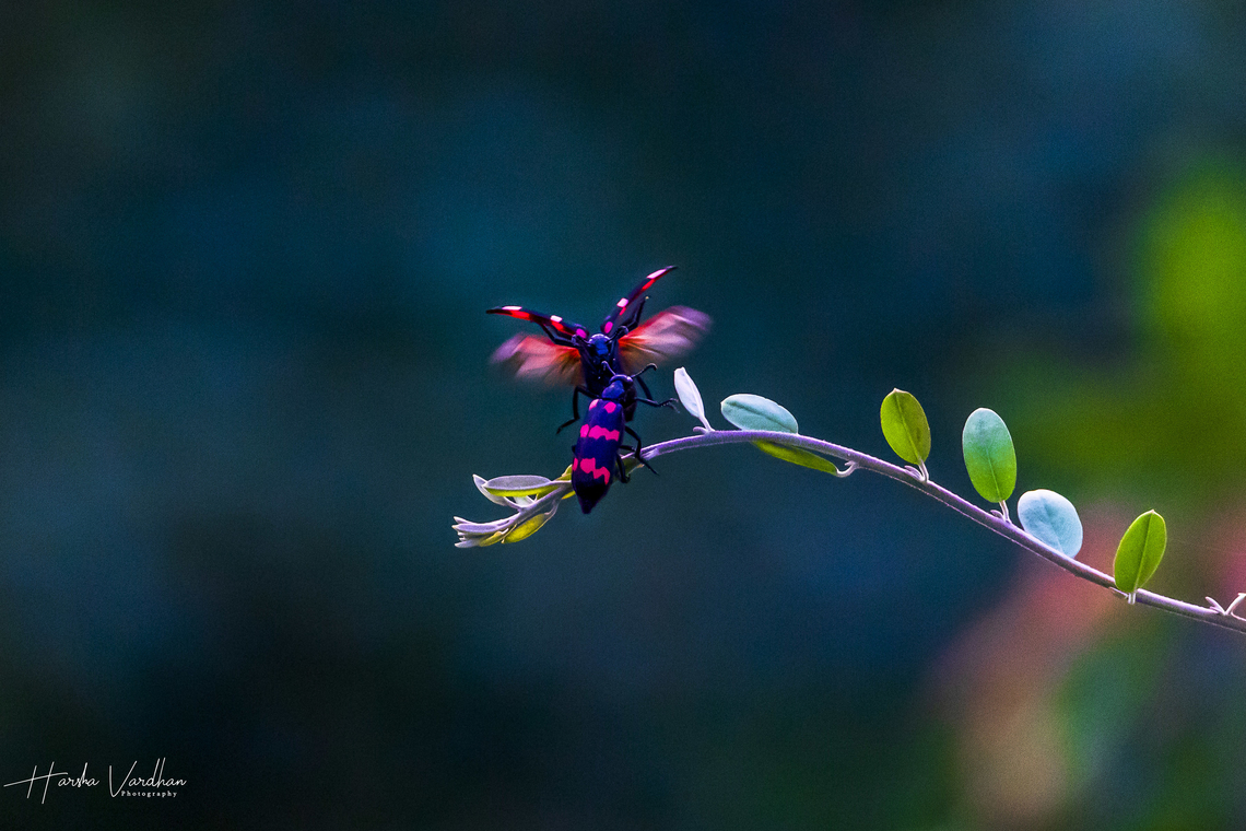 Blister Beetle: Mylabris pustulata  Geotagged,India,Mylabris pustulata,Winter