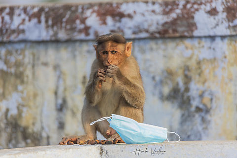 solo lunch - lunch break -  that's why I removed mask - Covid rules  Bonnet macaque,Geotagged,India,Macaca radiata,Winter