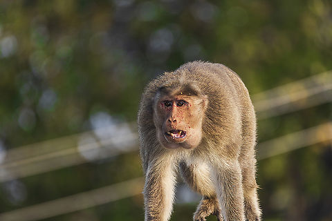 Angry Bonnet macaque - Macaca radiata  Bonnet macaque,Macaca radiata