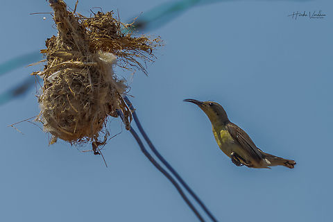 Purple Sunbird female flying to home  Cinnyris asiaticus,Geotagged,India,Purple sunbird,Winter