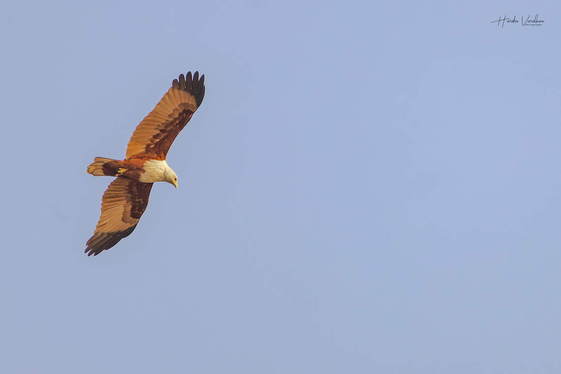 brahminy kite - red-backed sea-eagle - Haliastur indus  Brahminy kite,Geotagged,Haliastur indus,India,Winter