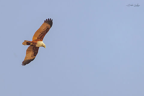 brahminy kite - red-backed sea-eagle - Haliastur indus  Brahminy kite,Geotagged,Haliastur indus,India,Winter