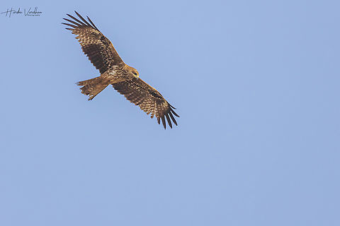 juvenile brahminy kite  Brahminy kite,Geotagged,Haliastur indus,India,Winter