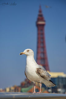 look at me not tower?  European herring gull,Geotagged,Larus argentatus,Spring,United Kingdom