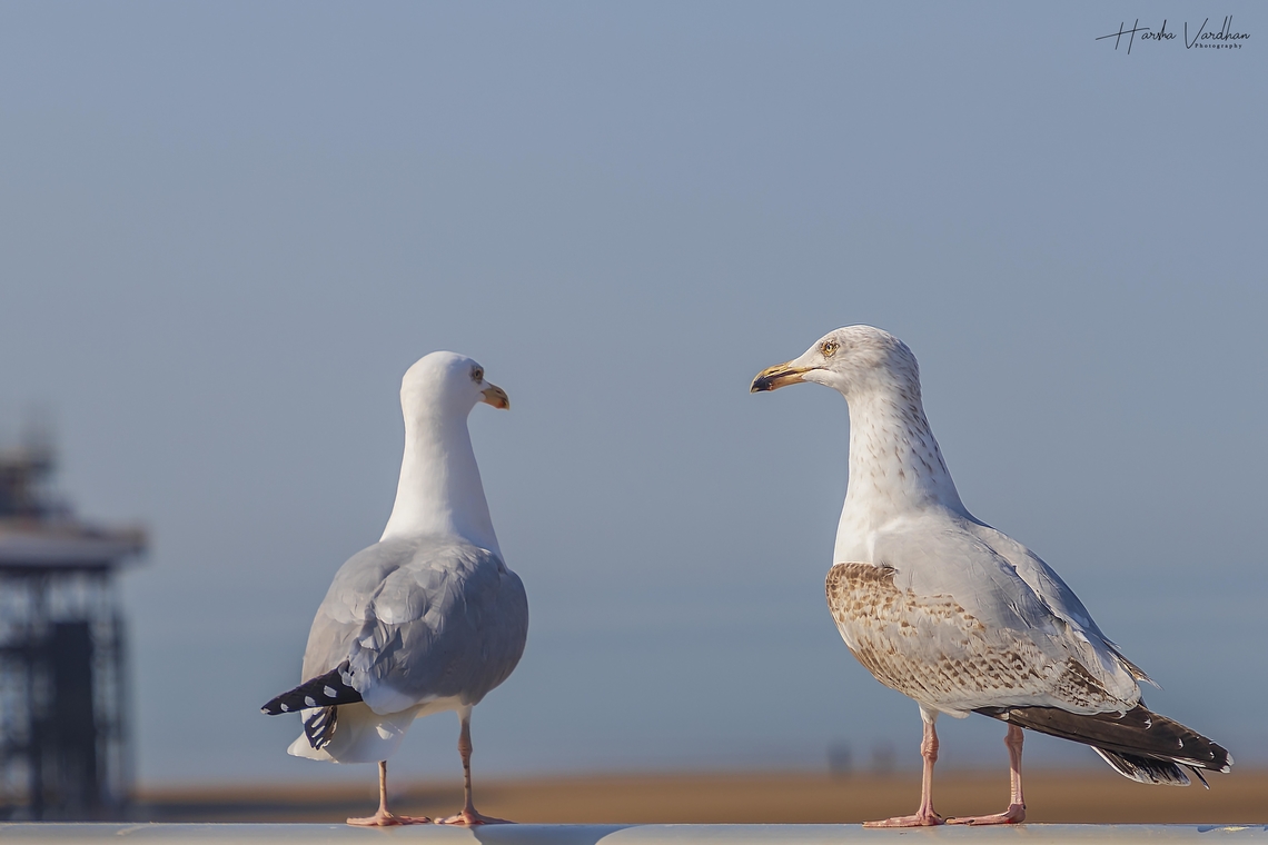 what are you thinking?  European herring gull,Larus argentatus