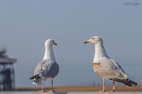 what are you thinking?  European herring gull,Larus argentatus