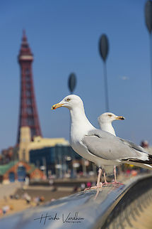 which you like me or tower?  European herring gull,Geotagged,Larus argentatus,Spring,United Kingdom