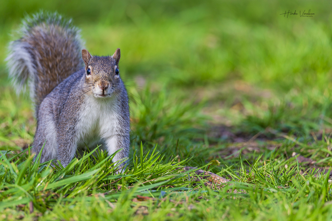 Do you have something to eat?  Eastern gray squirrel,Geotagged,Sciurus carolinensis,Spring,United Kingdom