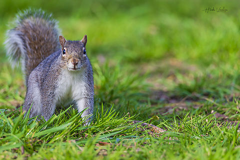 Do you have something to eat?  Eastern gray squirrel,Geotagged,Sciurus carolinensis,Spring,United Kingdom