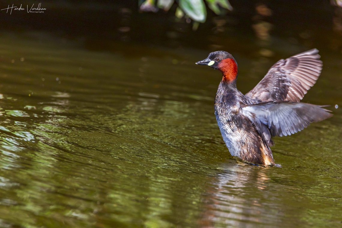 enjoying by bath  Geotagged,Little Grebe,Spring,Tachybaptus ruficollis,United Kingdom