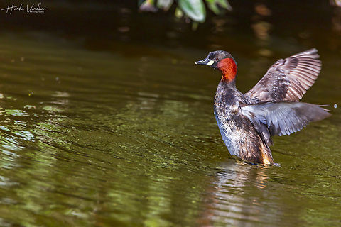 enjoying by bath  Geotagged,Little Grebe,Spring,Tachybaptus ruficollis,United Kingdom