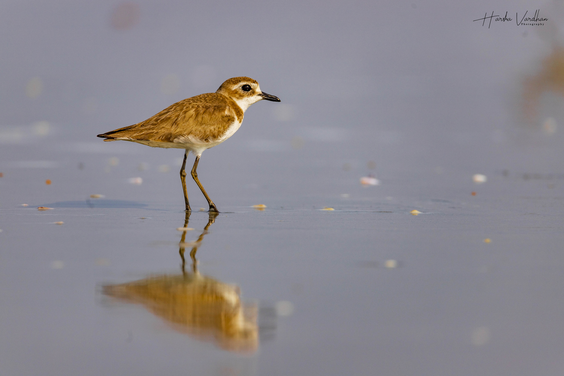 GREATER Sand Plover (Charadrius leschenaultii)  Actitis hypoleucos,Charadrius leschenaultii,Charadrius mongolus,Common sandpiper,Geotagged,Greater sand plover,India,Lesser sand plover,Winter