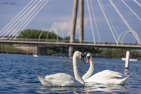Mute swans forming love heart on the river in UK- Cygnus olor  Cygnus olor,Geotagged,Mute swan,Spring,United Kingdom