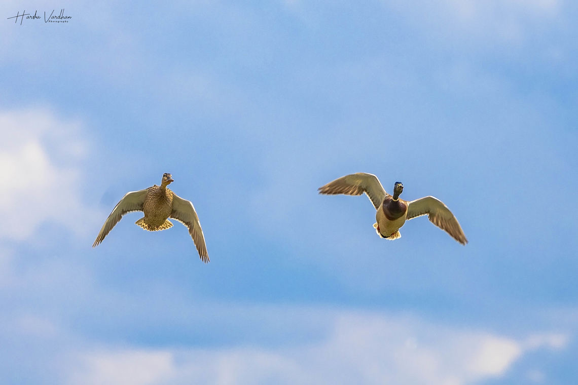 Mallard ducks in flying mode  Anas platyrhynchos,Geotagged,Mallard,Spring,United Kingdom