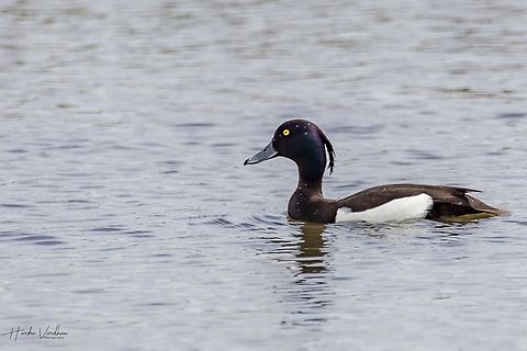Tufted Duck  -  tufted pochard - Aythya fuligula  Aythya fuligula,Geotagged,Spring,Tufted Duck,United Kingdom
